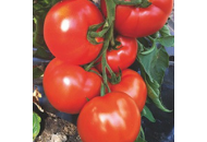 Белфорт F1 - томат индетерминантный, 500 семян, Enza Zaden Голландия фото, цена